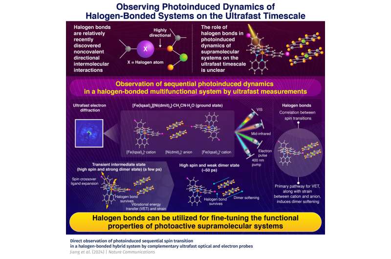 Observation of photoinduced ultrafast dynamics in a halogen-bonded supramolecular system