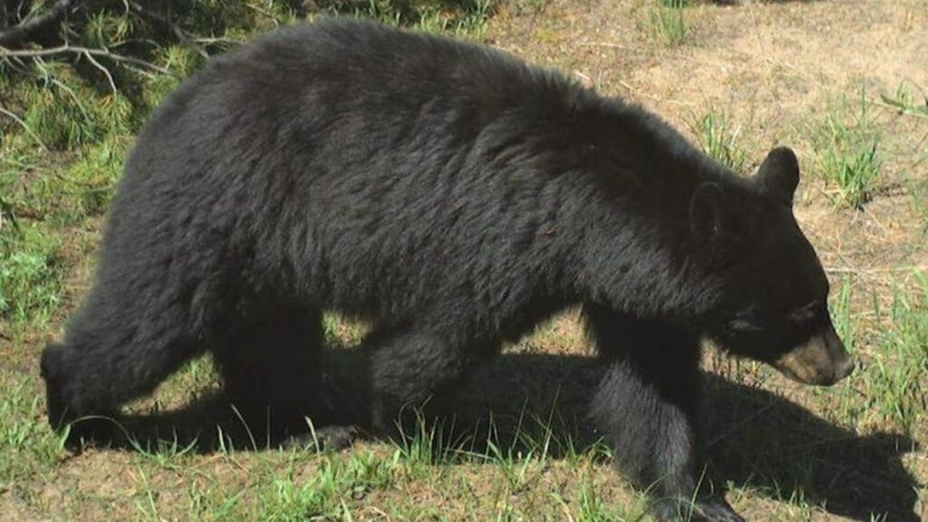 The black bear was killed by a Fish and Game officer in Riggins